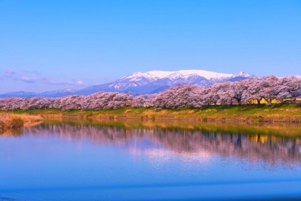 أنه الربيع في شمال اليابان، أزهار الكرز والسماء المشمسة، وليس هناك أفضل من هذا الوقت للزيارة
