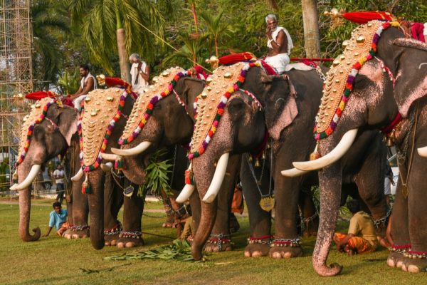 KOCHI, INDIA - SEPTEMBER 13: Decorated elephants with gold plated caparisons standing for parade on festival in Ernakulam temple for the traditional ceremony 13, 2016 Kerala, India.